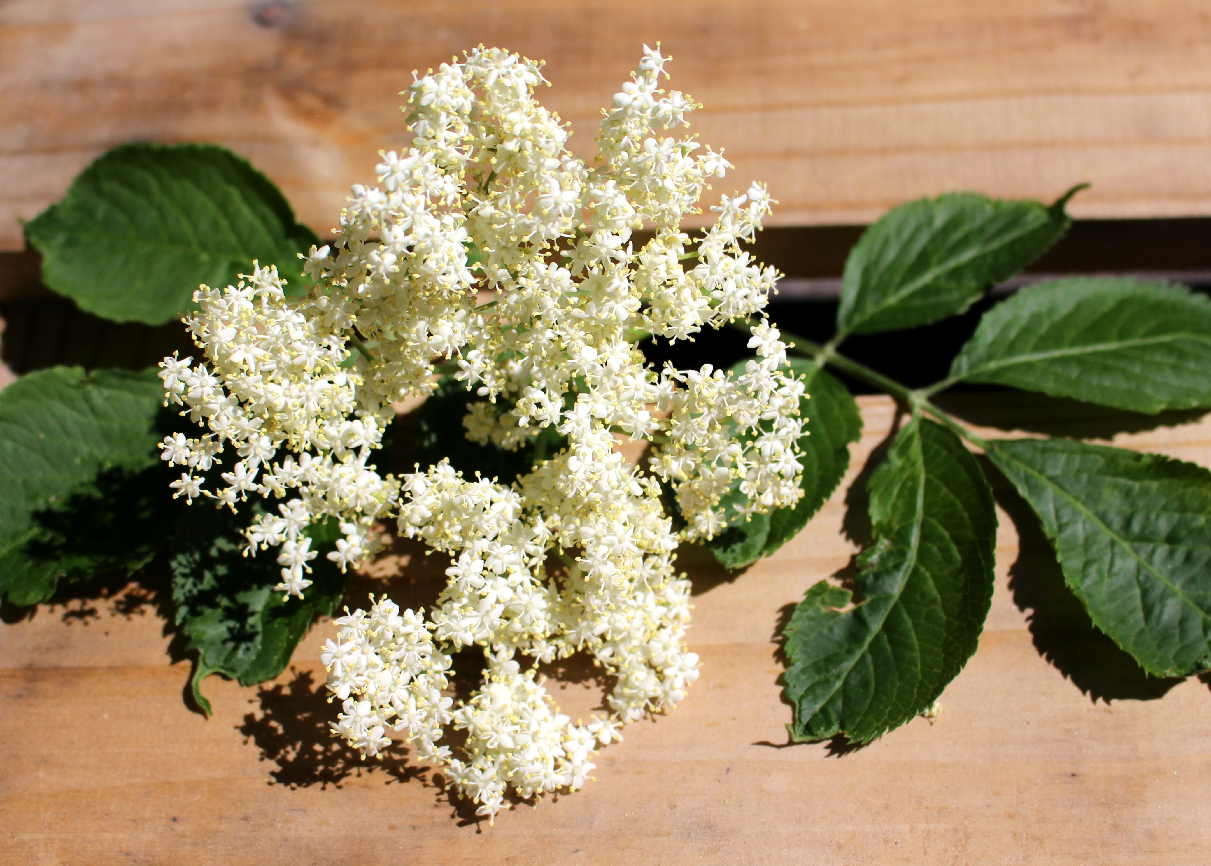 HolunderBlütenSirup