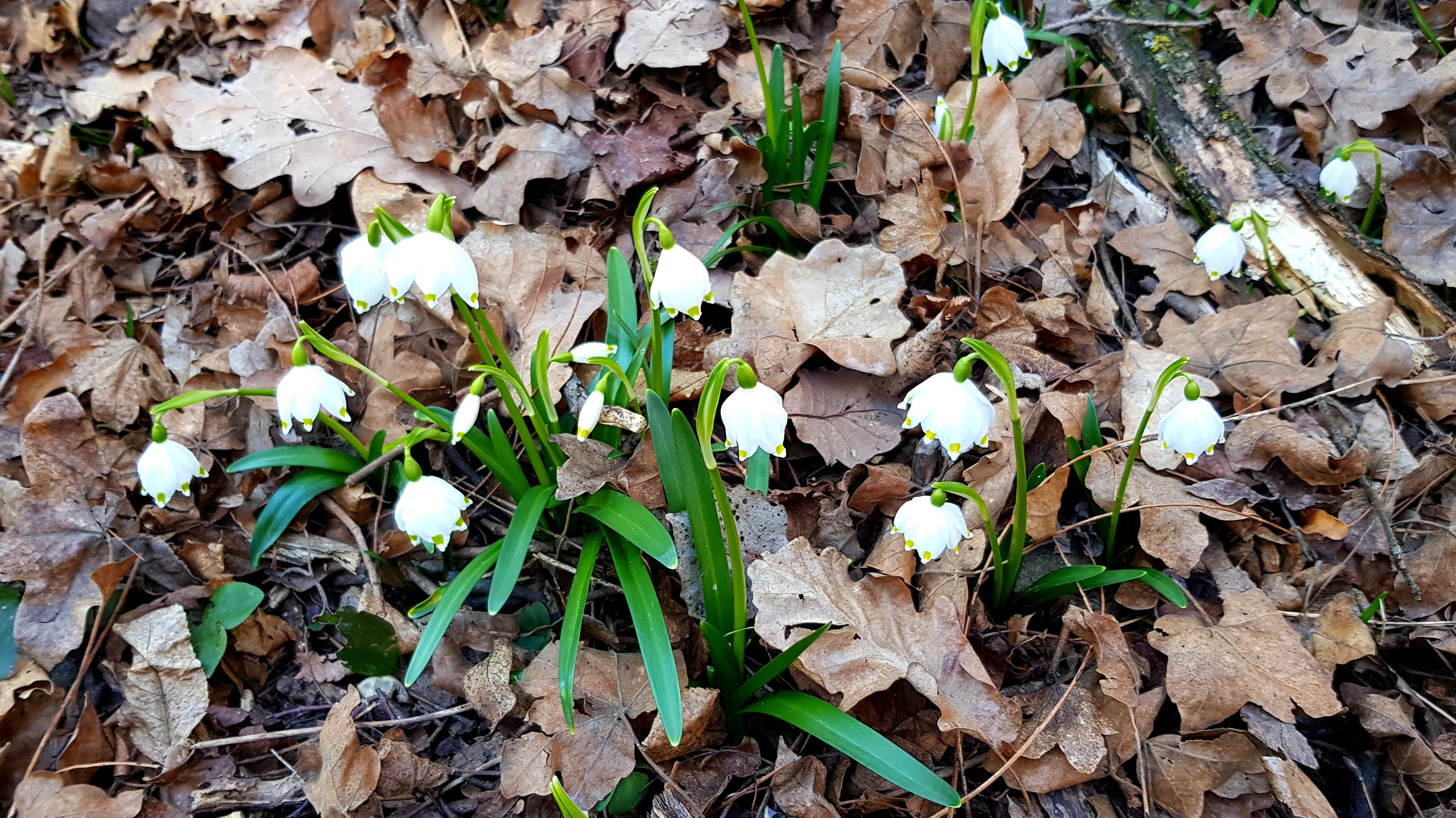 Frühlingstal Kaltern